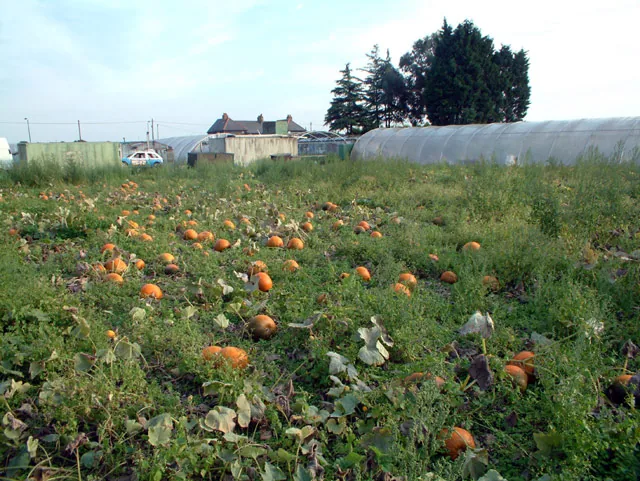Rows of orange pumpkins ripening in a field beside a greenhouse